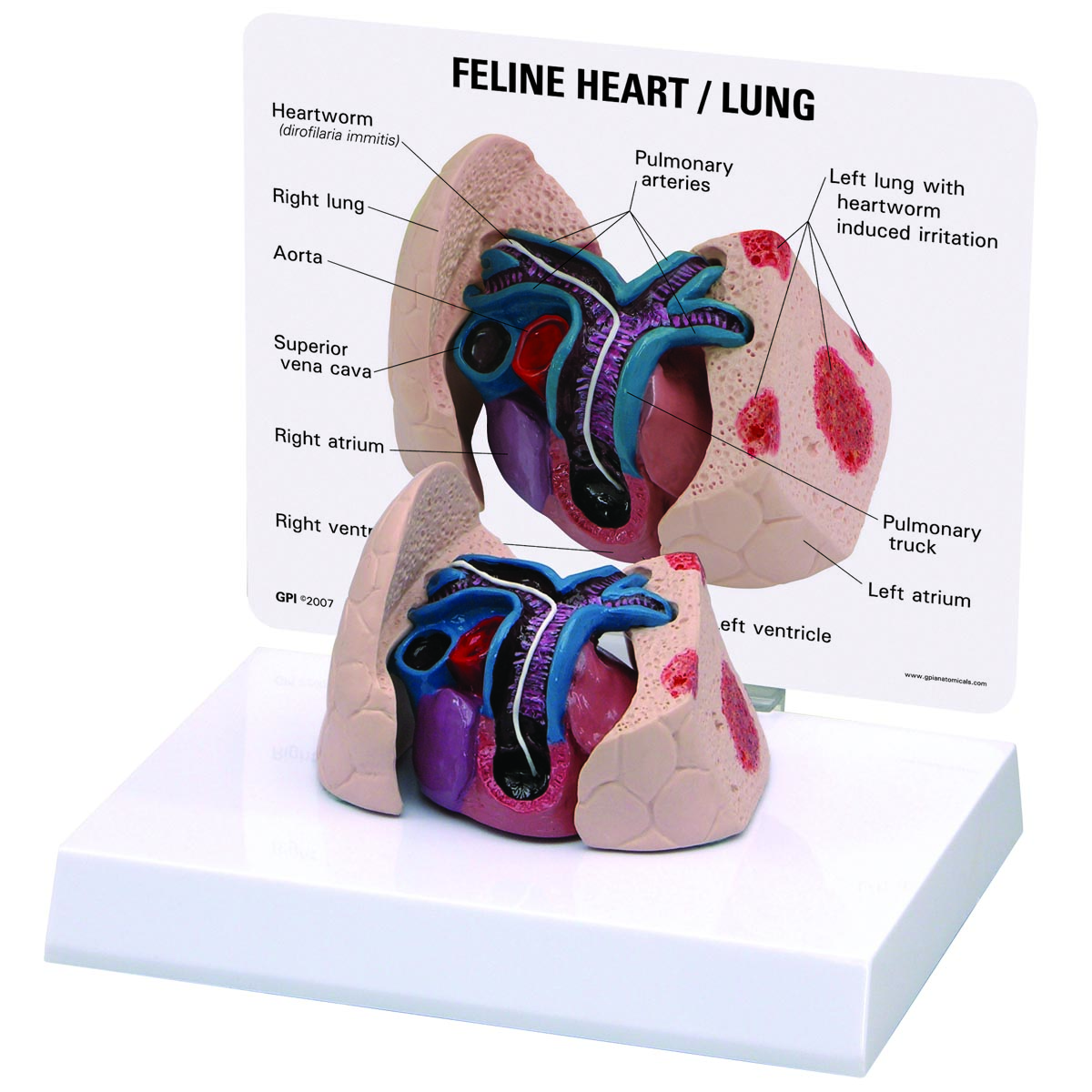 Herz- und Lungenmodell einer Katze, Bestellnummer 1019584, W33375, 9141, GPI Anatomicals