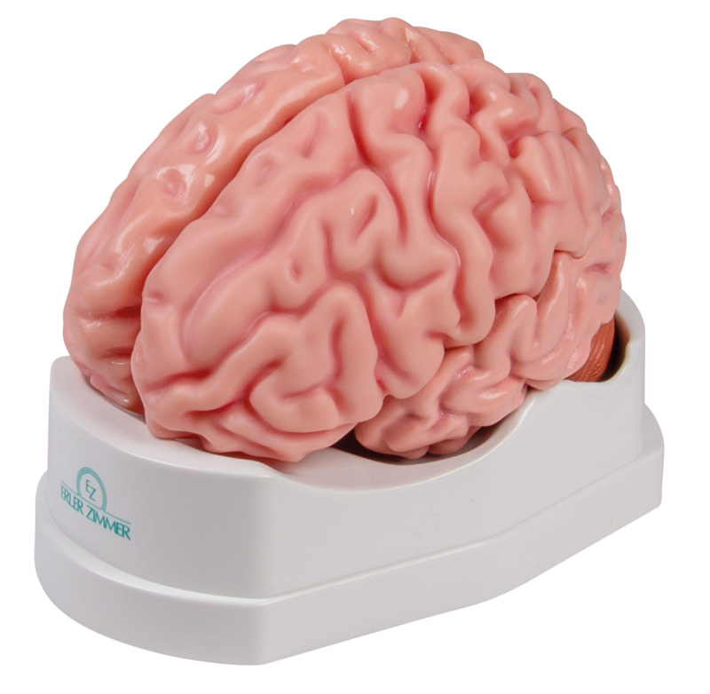 Anatomisches Gehirnmodell, lebensgroß, 5-teilig - EZ Augmented Anatomy, Bestellnummer C918, Erler-Zimmer