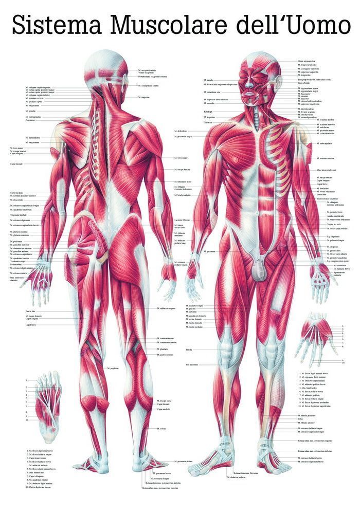 Sistema Muscolare Dell´ Uomo, italienisch, 70x100 cm, laminiert, Bestellnummer IT04/L, Rüdiger-Anatomie
