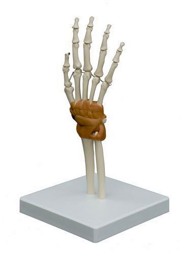 Handgelenk, schwer, Bestellnummer A255, Rüdiger-Anatomie