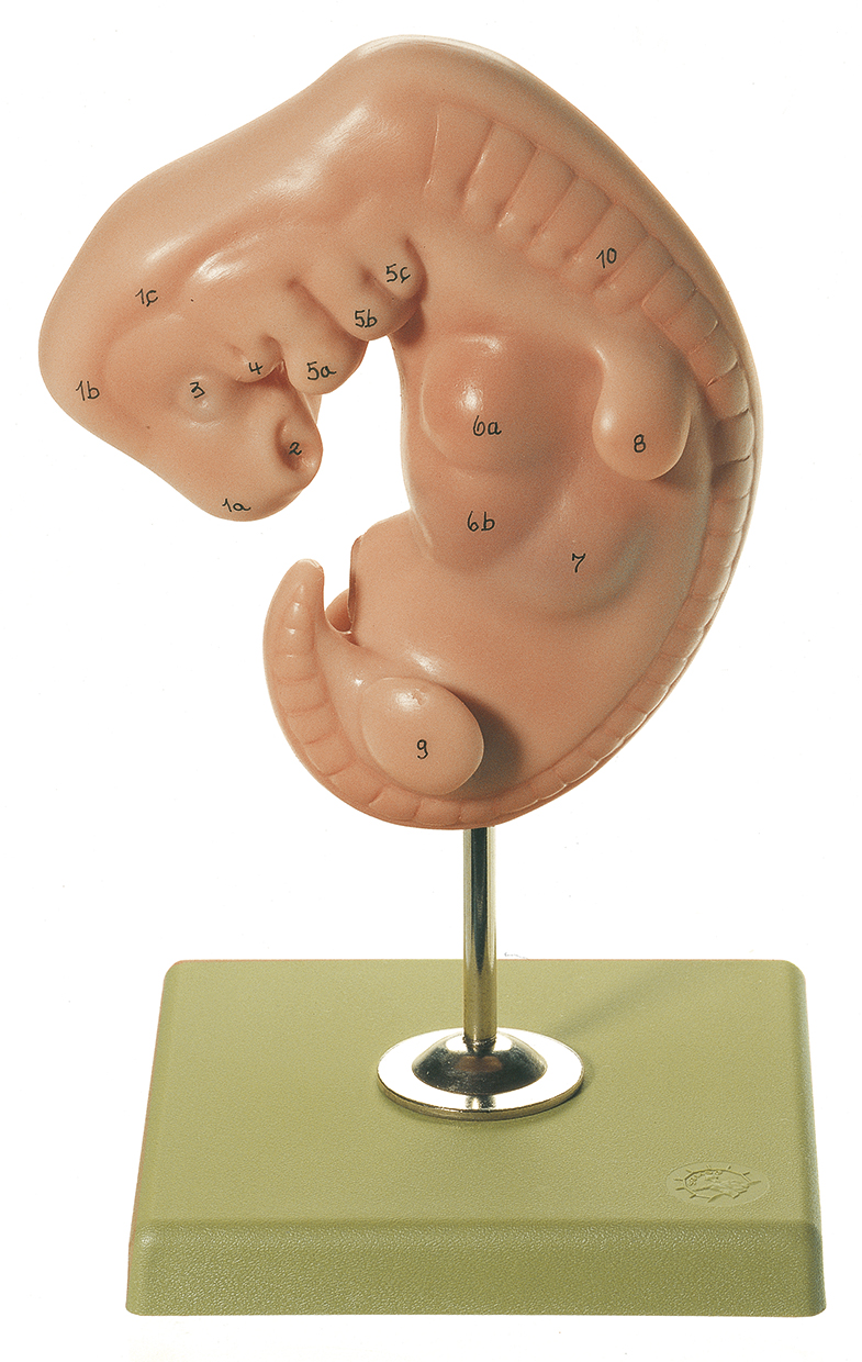 Embryo, Bestellnummer MS 11, SOMSO-Modelle