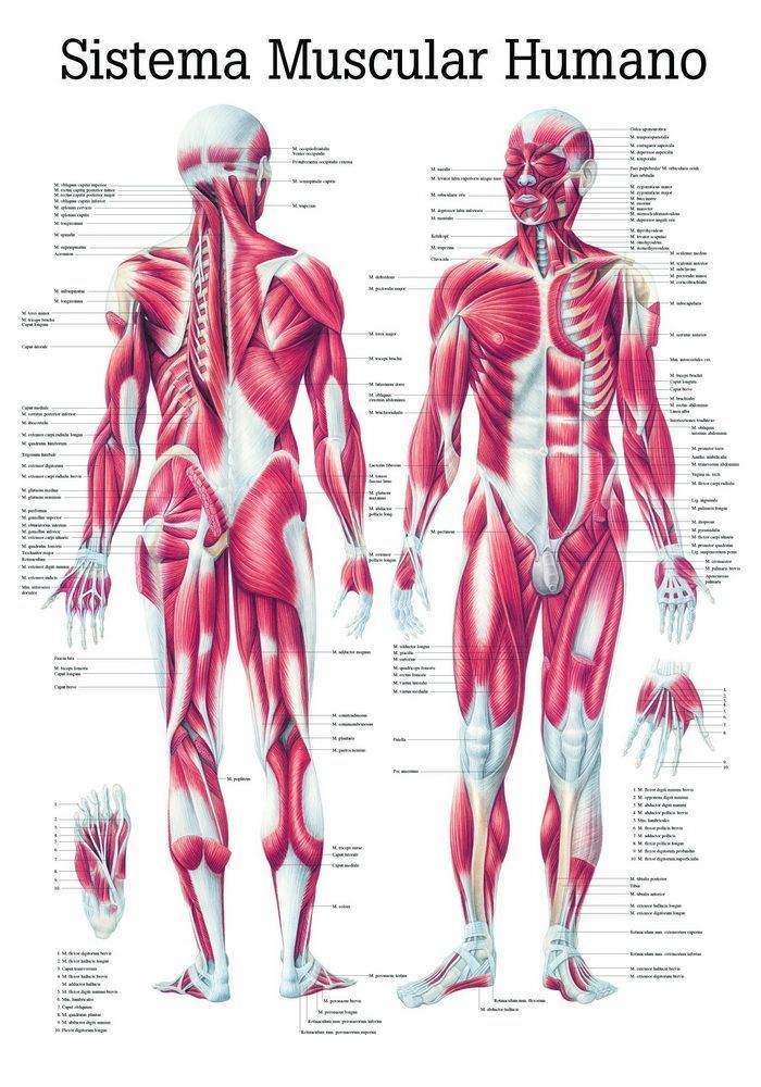 Sistema Muscular Humano, spanisch, 70x100 cm, laminiert, Bestellnummer ES04/L, Rüdiger-Anatomie