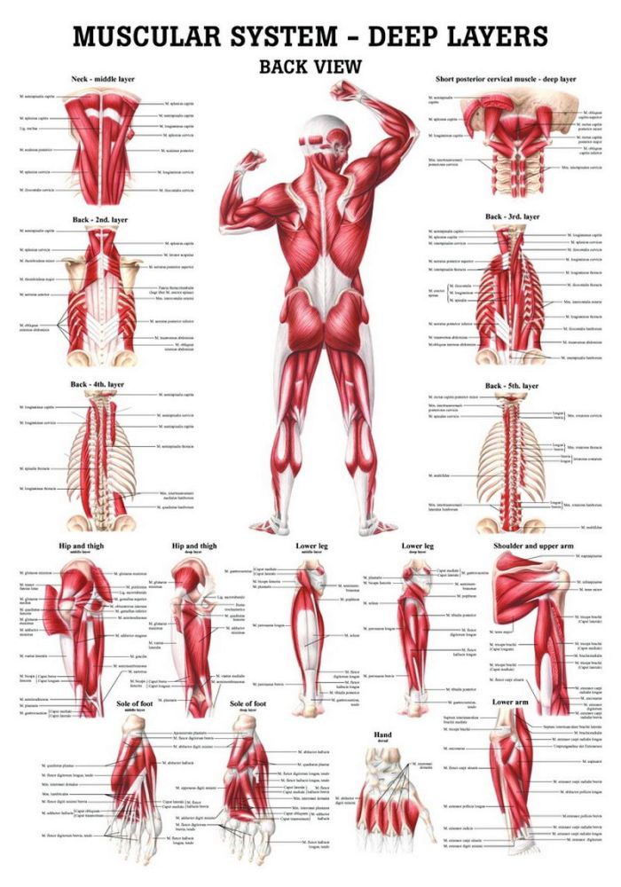 Deep Muscles, Posterior Sight, englisch, 70x100 cm, Papier, Bestellnummer CH37, Rüdiger-Anatomie