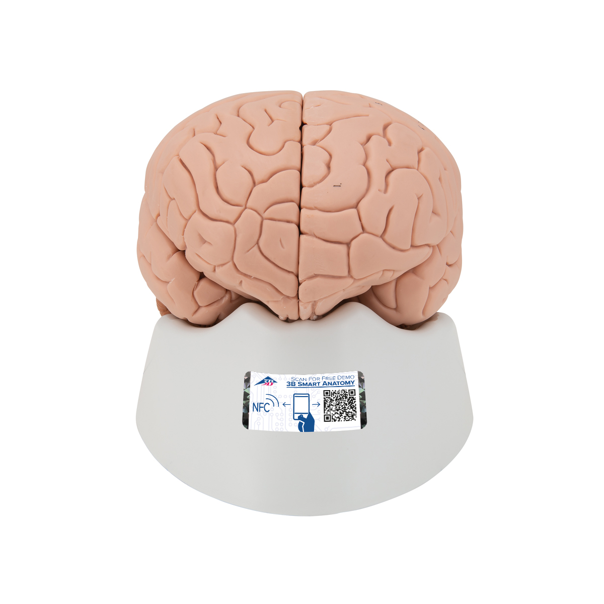 Menschliches Gehirnmodell für Einsteiger, 2-teilig - 3B Smart Anatomy, Bestellnummer 1000223, C15/1, 3B Scientific
