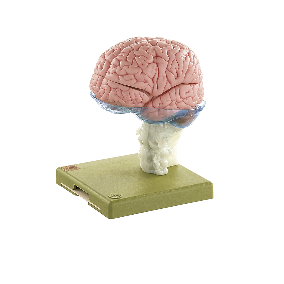 15-teiliges Gehirnmodell, Bestellnummer BS 25, SOMSO-Modelle