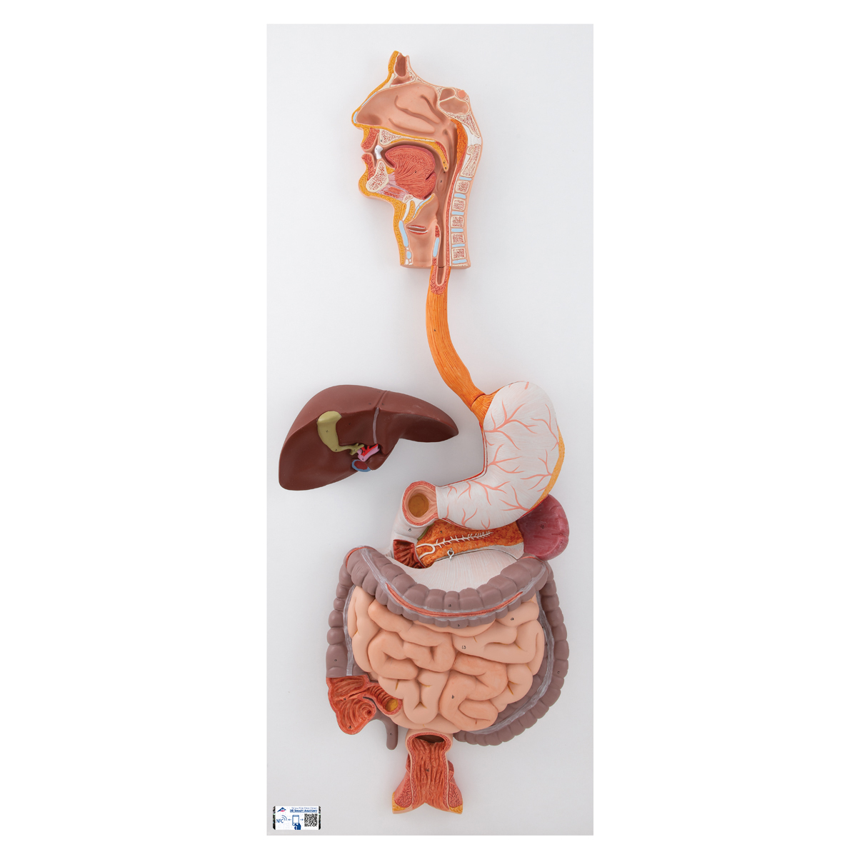 Modell des menschlichen Verdauungsapparats, 3-teilig - 3B Smart Anatomy, Bestellnummer 1000307, K21, 3B Scientific