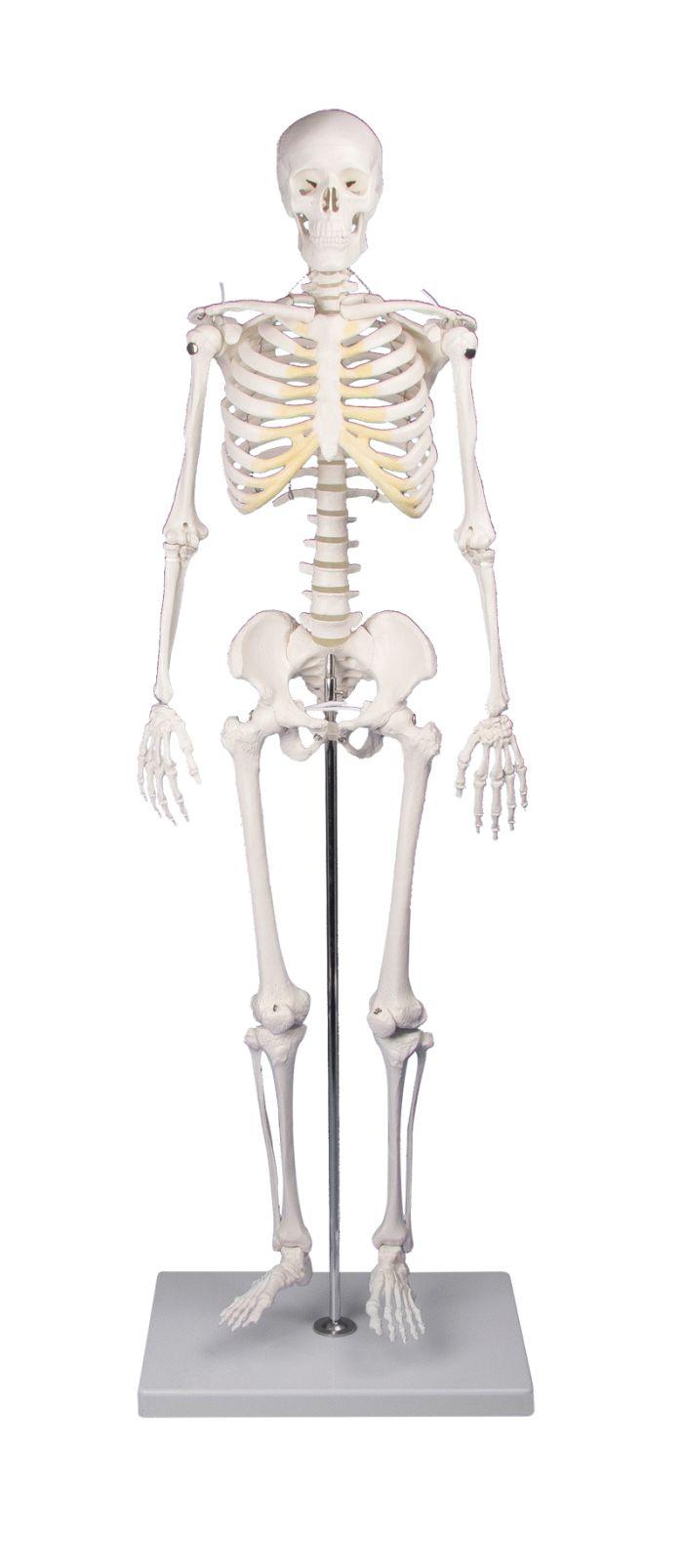 Miniatur-Skelett Tom, Bestellnummer 3032, Erler-Zimmer