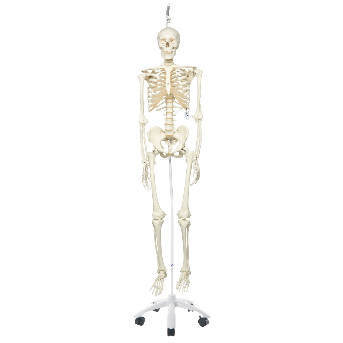 Menschliches Skelett Modell "Stan", lebensgroß, an Metallhängestativ mit Rollen - 3B Smart Anatomy, Bestellnummer 1020172, A10/1, 3B Scientific