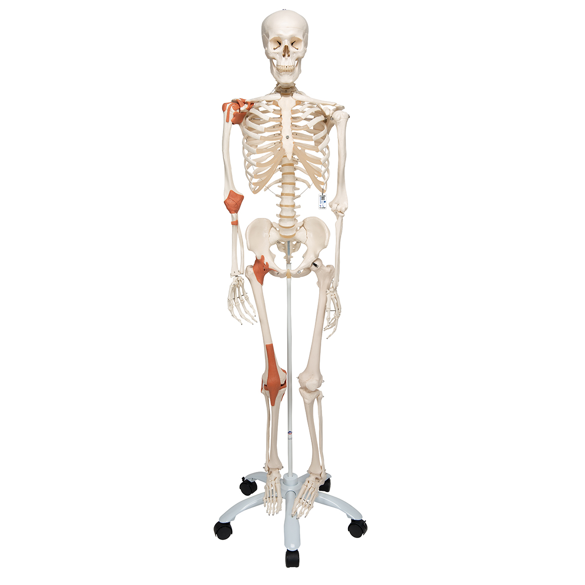 Menschliches Skelett Modell "Leo", lebensgroß mit Gelenkbändern, auf Metallstativ mit Rollen - 3B Smart Anatomy, Bestellnummer 1020175, A12, 3B Scientific