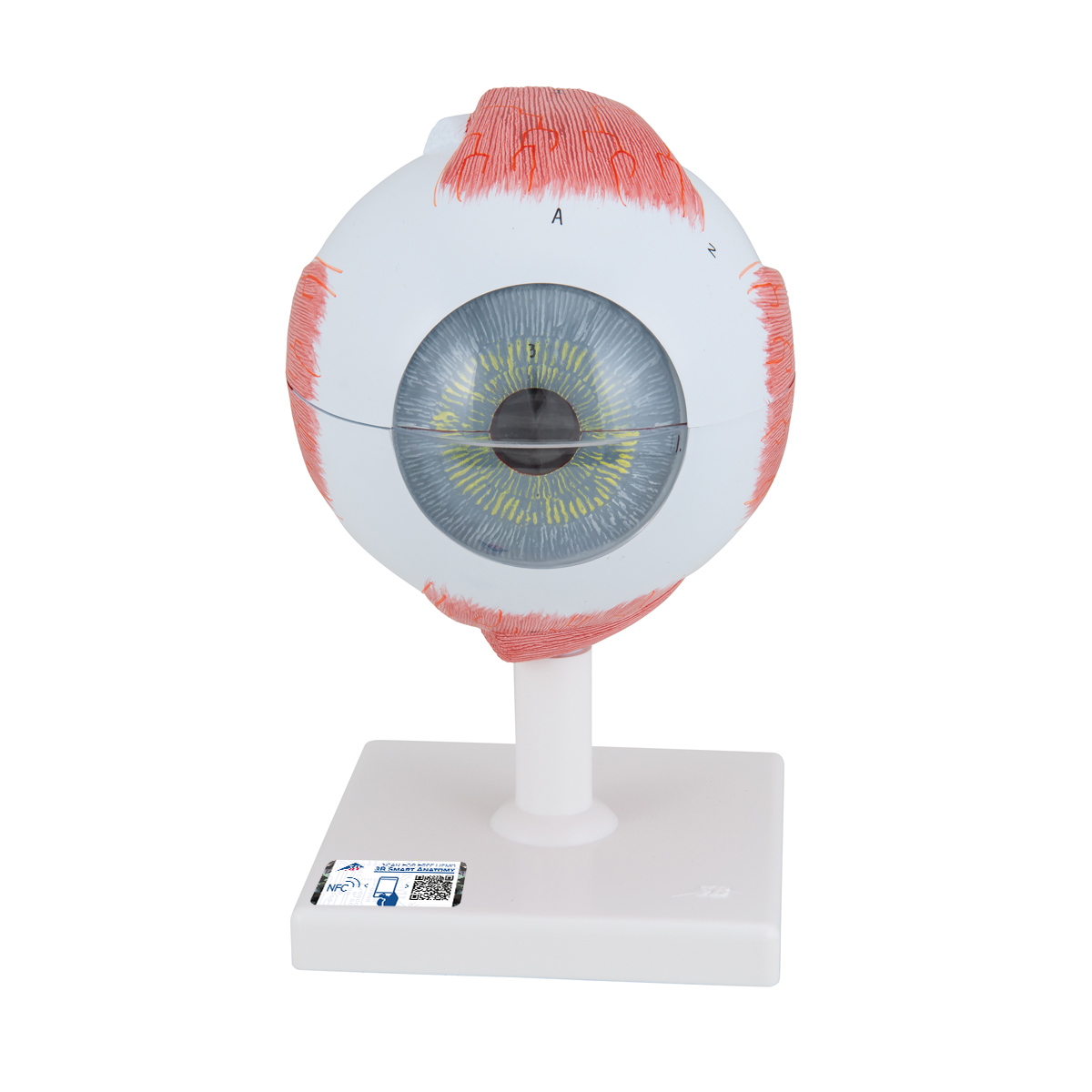 Augenmodell, 5-fache Größe, 6-teilig - 3B Smart Anatomy, Bestellnummer 1000255, F10, 3B Scientific
