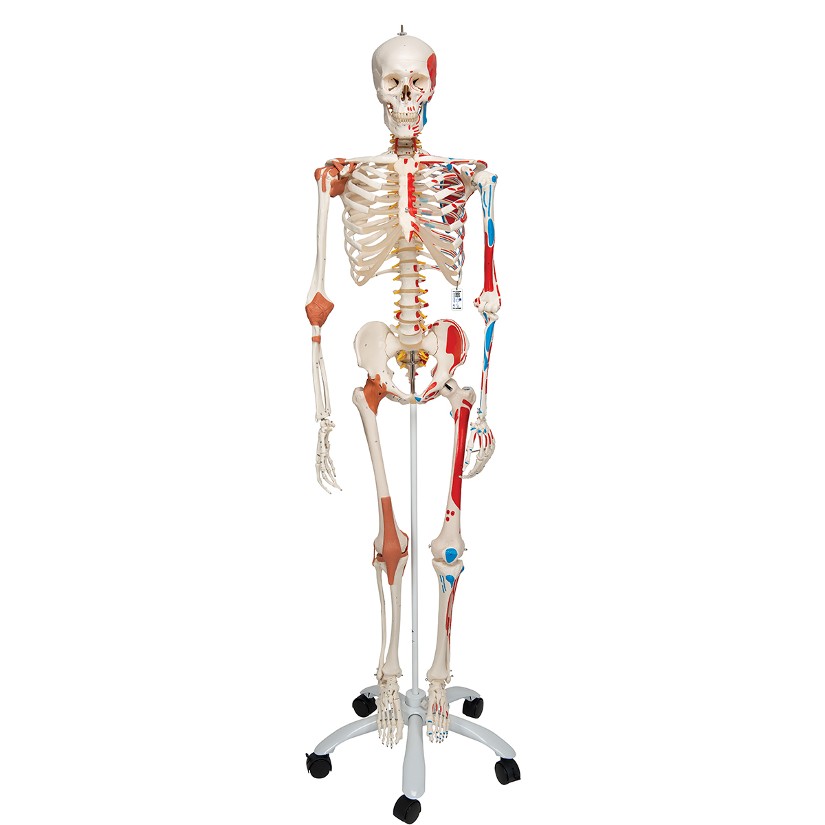 Human Skeleton Model Sam with Muscles Ligaments - 3B Smart Anatomy
