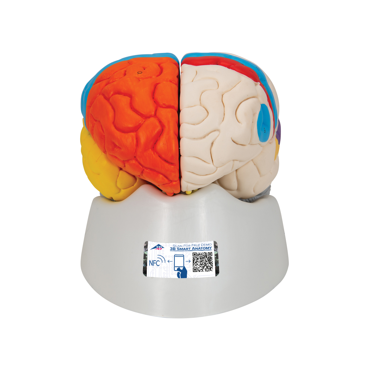 Funktionales Menschliches Gehirnmodell, 8-teilig - 3B Smart Anatomy, Bestellnummer 1000228, C22, 3B Scientific