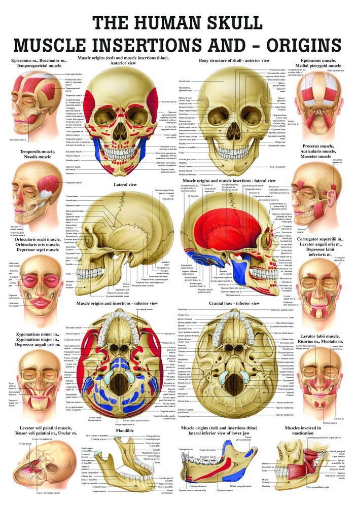 Skull - Muscle Insertions and - Origins, englisch, 70x100 cm, laminiert, Bestellnummer CH66/L, Rüdiger-Anatomie