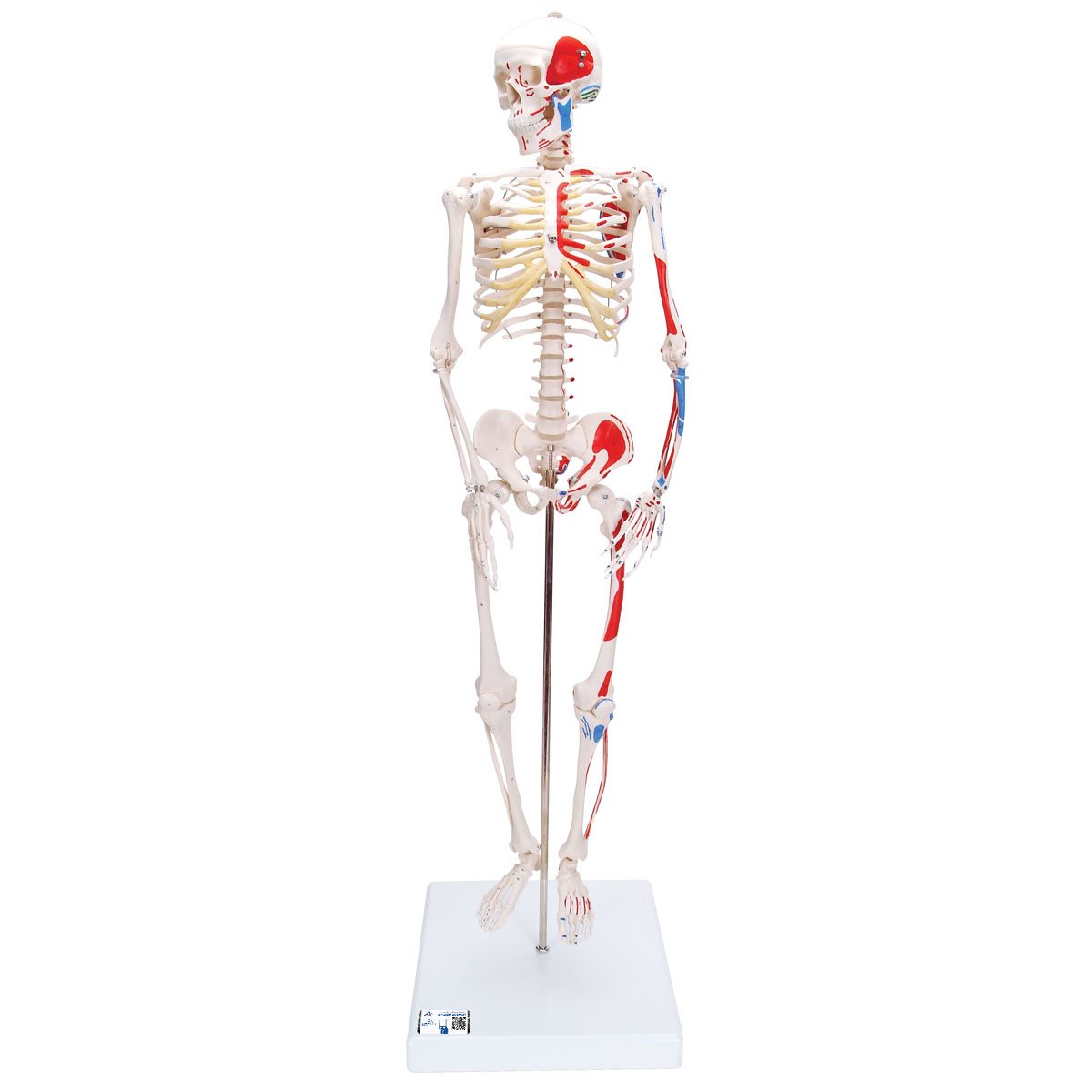 Mini Skelett Modell "Shorty", mit Muskelbemalung und 3-teiligem Schädel, auf Sockel - 3B Smart Anatomy, Bestellnummer 1000044, A18/5, 3B Scientific