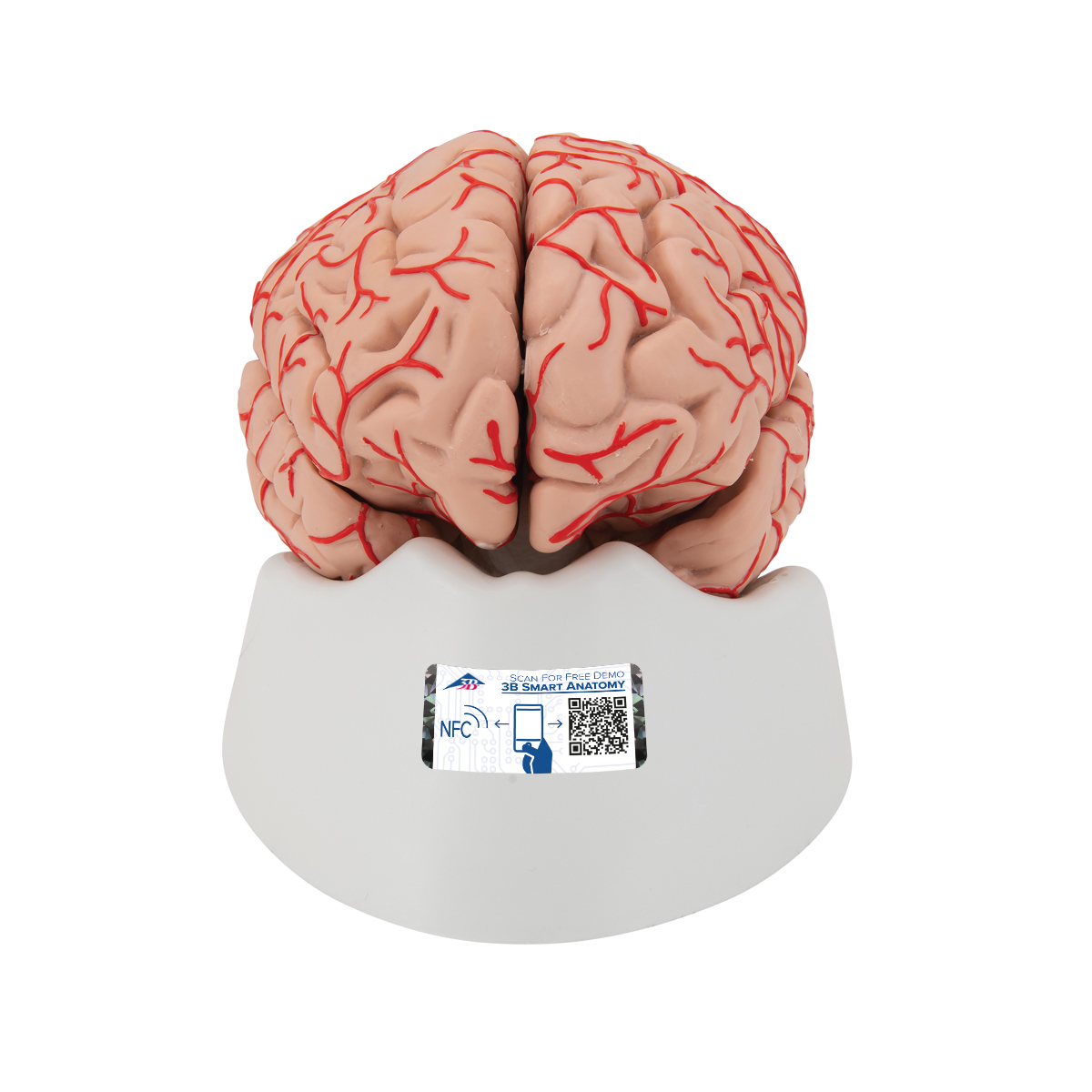 Menschliches Gehirnmodell mit Arterien, 9-teilig - 3B Smart Anatomy, Bestellnummer 1017868, C20, 3B Scientific