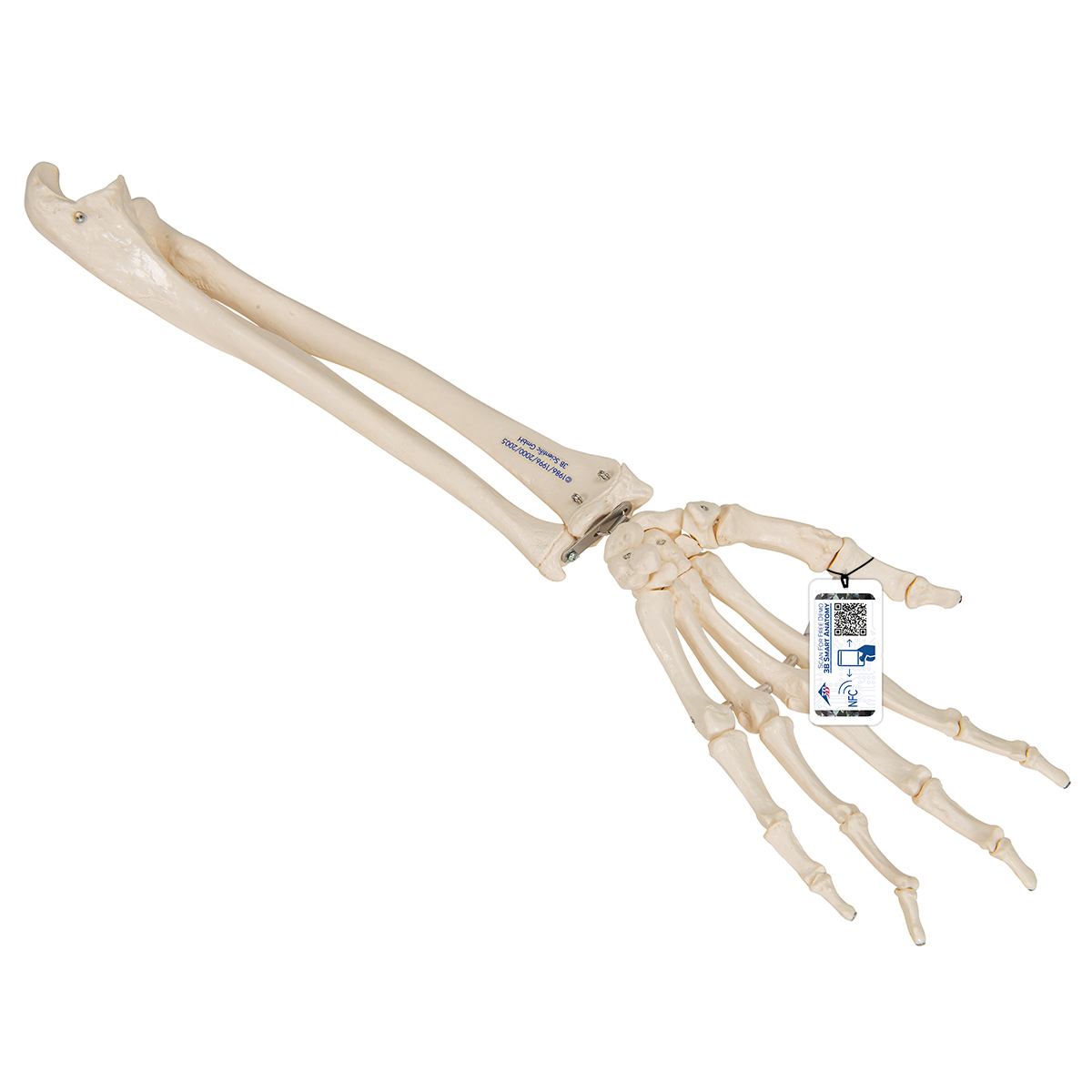 Handskelett Modell mit Unterarm, elastisch montiert - 3B Smart Anatomy, Bestellnummer 1019369, A40/3, 3B Scientific