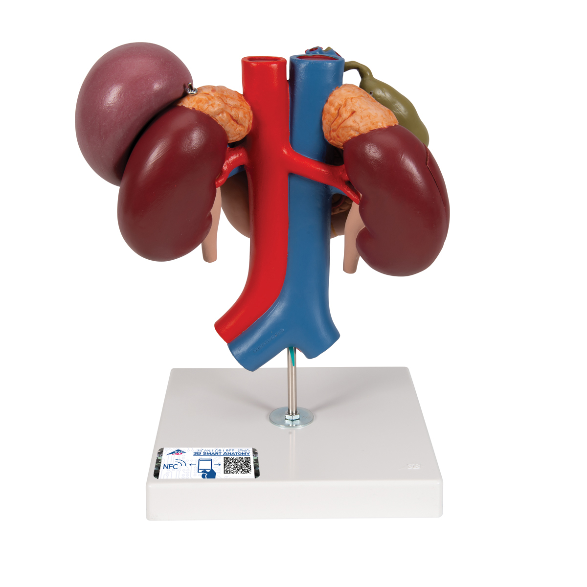 Nierenmodell mit hinteren Oberbauchorganen, 3-teilig - 3B Smart Anatomy, Bestellnummer 1000310, K22/3, 3B Scientific