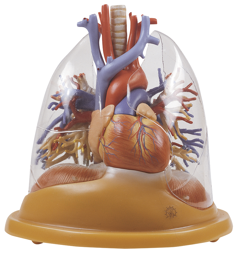 Herz-Lungen Tischmodell, Bestellnummer HS 8/2, SOMSO-Modelle