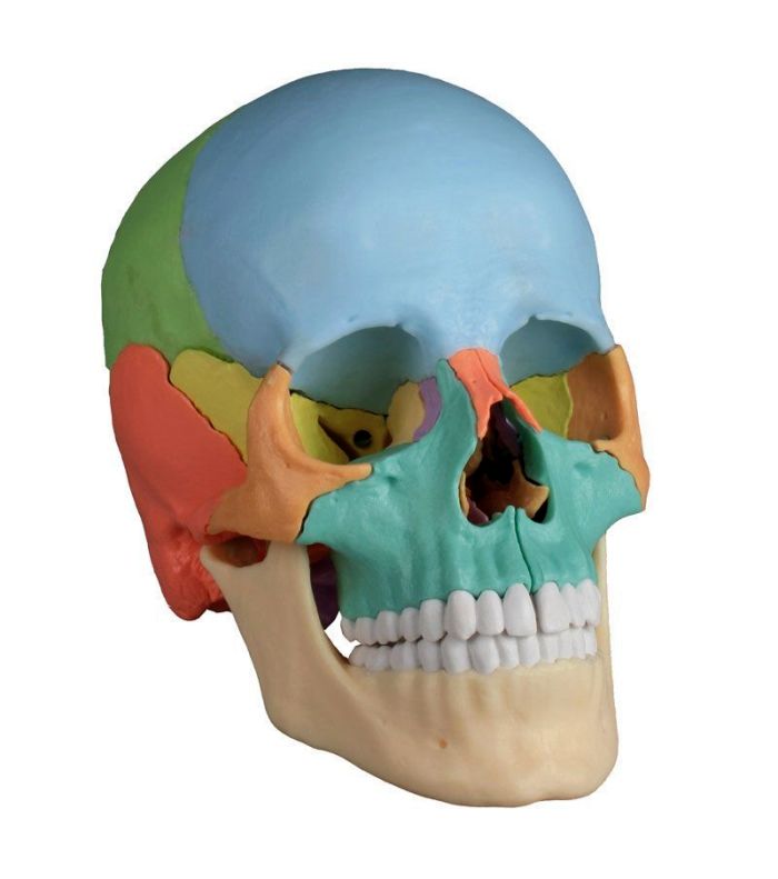 Osteopathie-Schädelmodell, 22-teilig, didaktische Ausführung - EZ Augmented Anatomy, Bestellnummer 4708, Erler-Zimmer