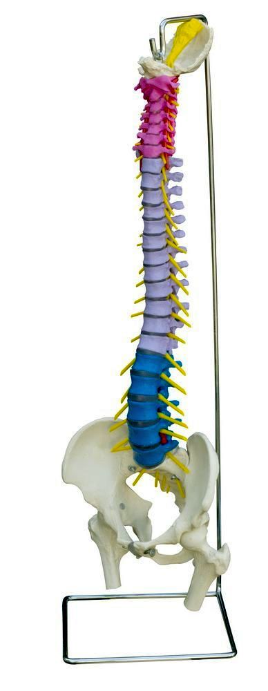 Flexible Wirbelsäule, 3-farbig koloriert mit Stümpfen, mit Stativ, schwer, Bestellnummer A210, Rüdiger-Anatomie