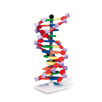 DNA-Doppelhelix-Modell, miniDNA®-Bausatz, 12 Segmente, Bestellnummer 1005298, W19763, AMDNA-060-12, Molymod