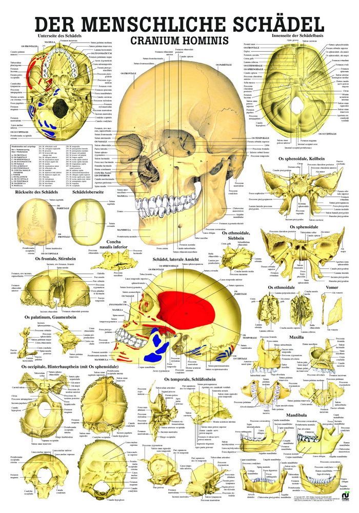 Der menschliche Schädel, 70x100 cm, laminiert, Bestellnummer TA02/L, Rüdiger-Anatomie