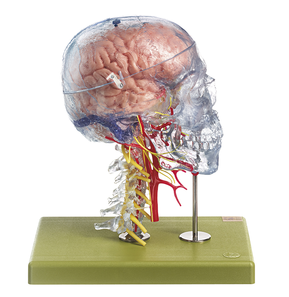 Neuroanatomie-Kopfmodell, Bestellnummer QS 65/7, SOMSO-Modelle