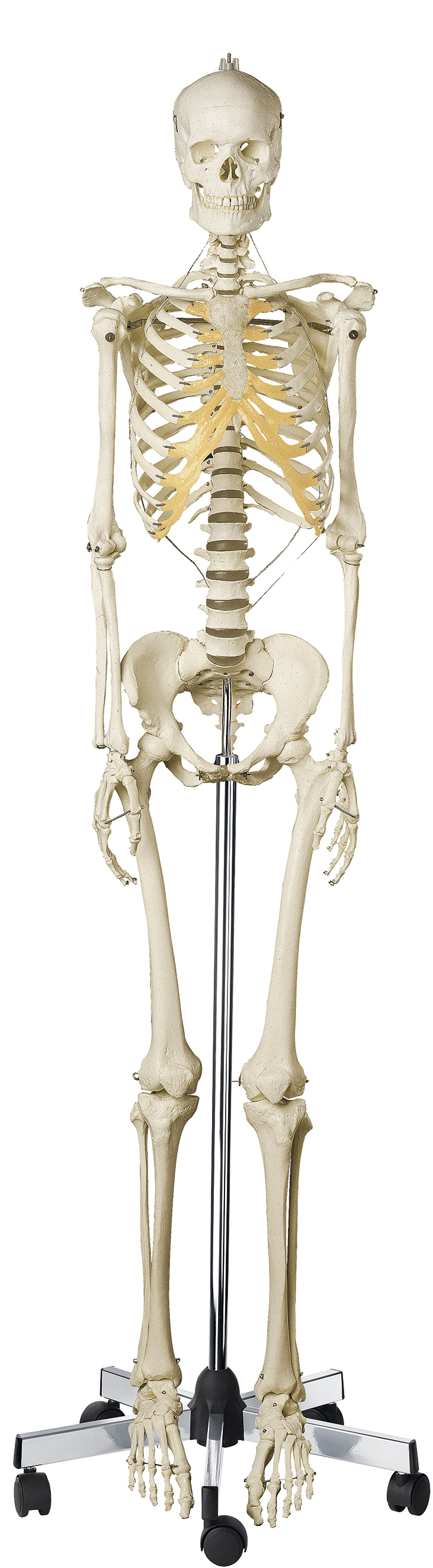 Künstliches Homo-Skelett, weiblich, Bestellnummer QS 10/8, SOMSO-Modelle