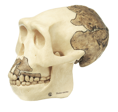 Schädelrekonstruktion von Homo erectus, Bestellnummer S 2, SOMSO-Modelle