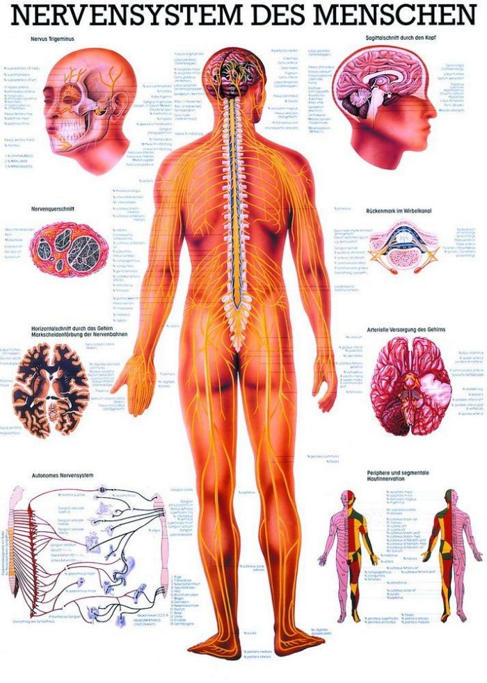 Nervensystem, 23x33 cm, laminiert, Bestellnummer MIPOTA05/L, Rüdiger-Anatomie