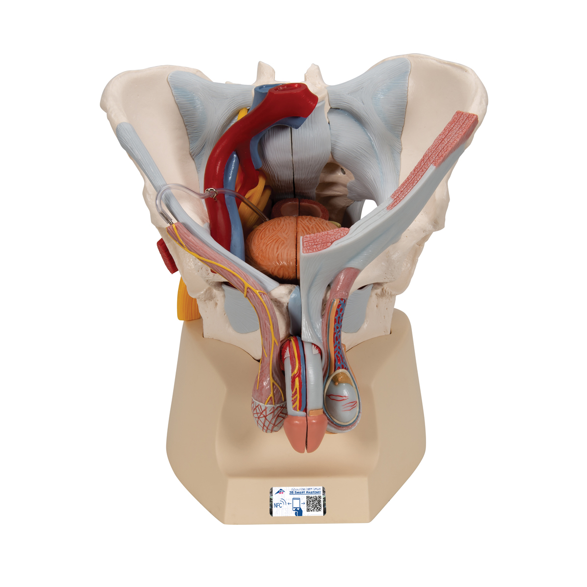 Männliches Becken Modell mit Bändern, Gefäßen, Nerven, Beckenboden & Organen, 7-teilig - 3B Smart Anatomy, Bestellnummer 1013282, H21/3, 3B Scientific