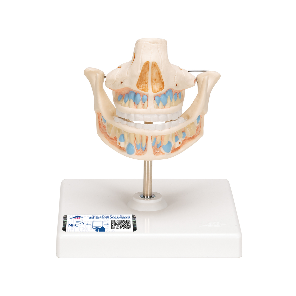 Milchgebiss Modell mit Anlagen der bleibenden Zähne - 3B Smart Anatomy, Bestellnummer 1001248, VE282, 3B Scientific