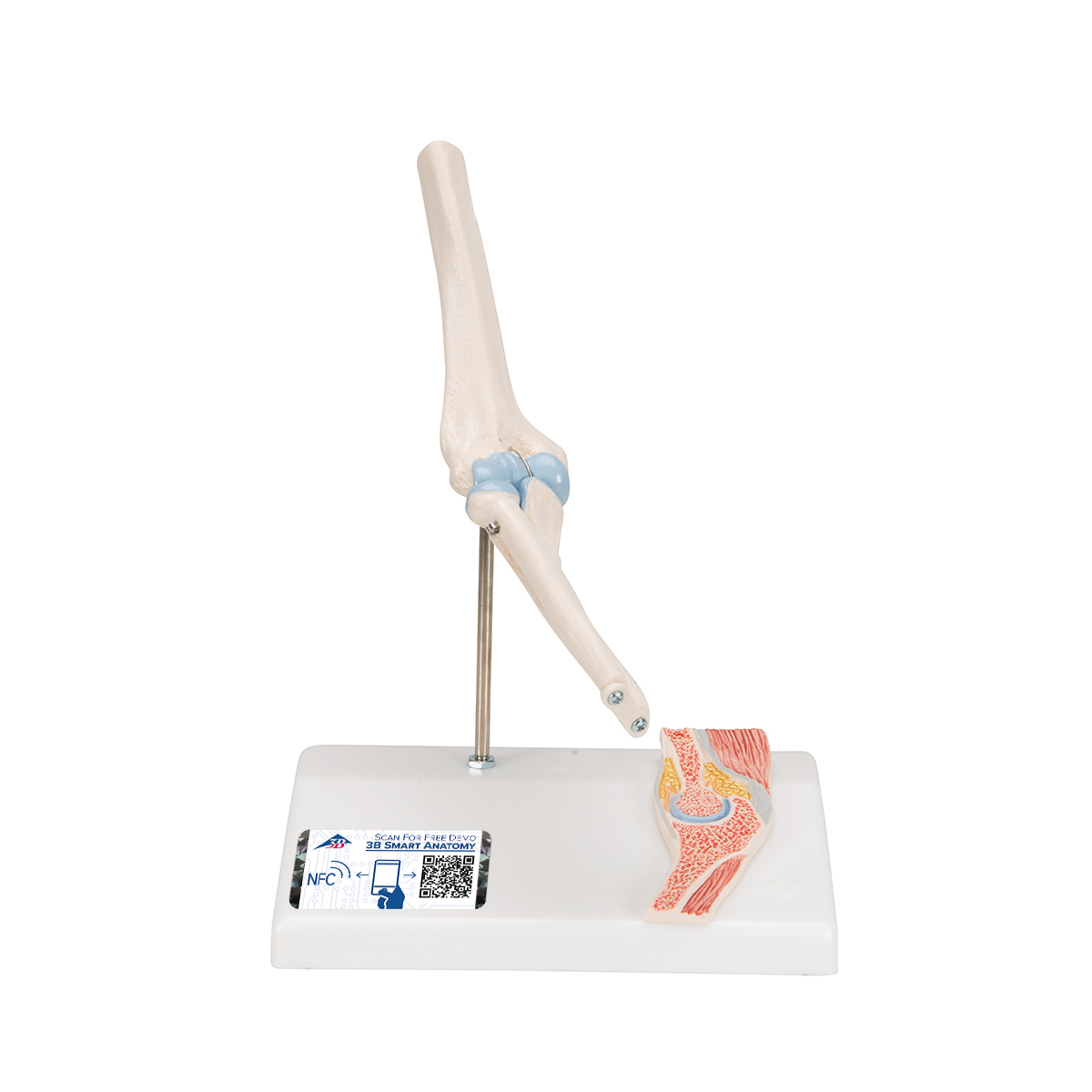 Mini Anatomie Modell Ellenbogengelenk, mit Querschnitt - 3B Smart Anatomy, Bestellnummer 1000174, A87/1, 3B Scientific