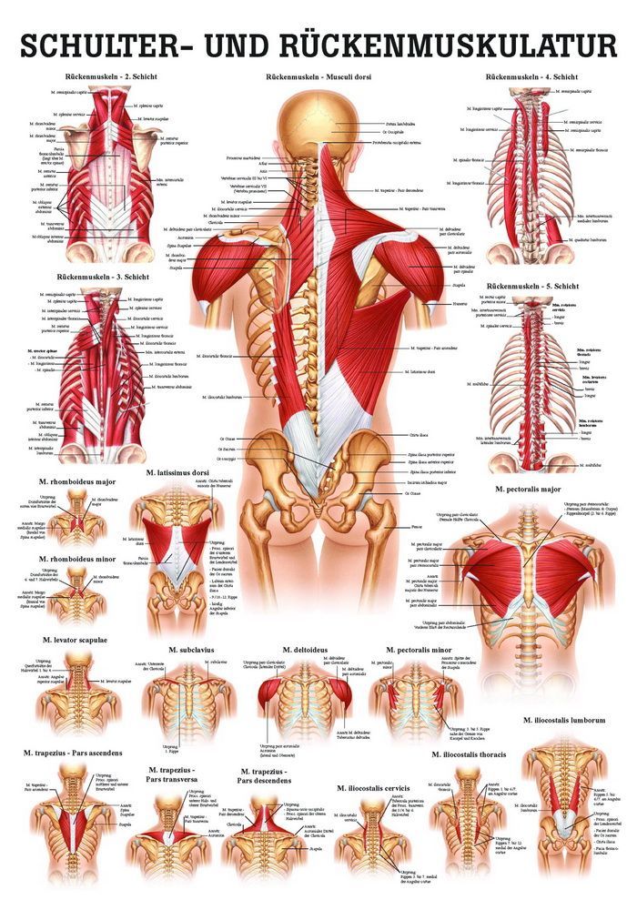 Muskulatur von Schulter und Rücken, 50x70 cm, laminiert, Bestellnummer PO50/L, Rüdiger-Anatomie