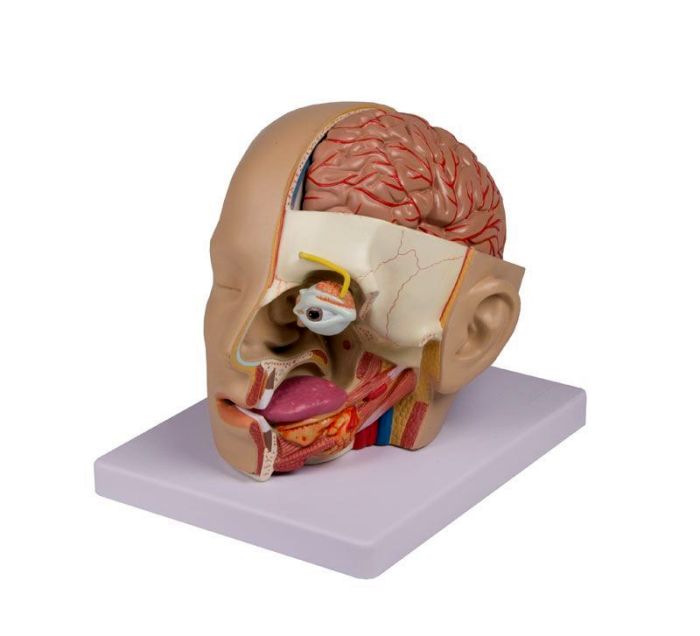 Kopf, zerlegbar, 4 Teile - EZ Augmented Anatomy, Bestellnummer C250, Erler-Zimmer