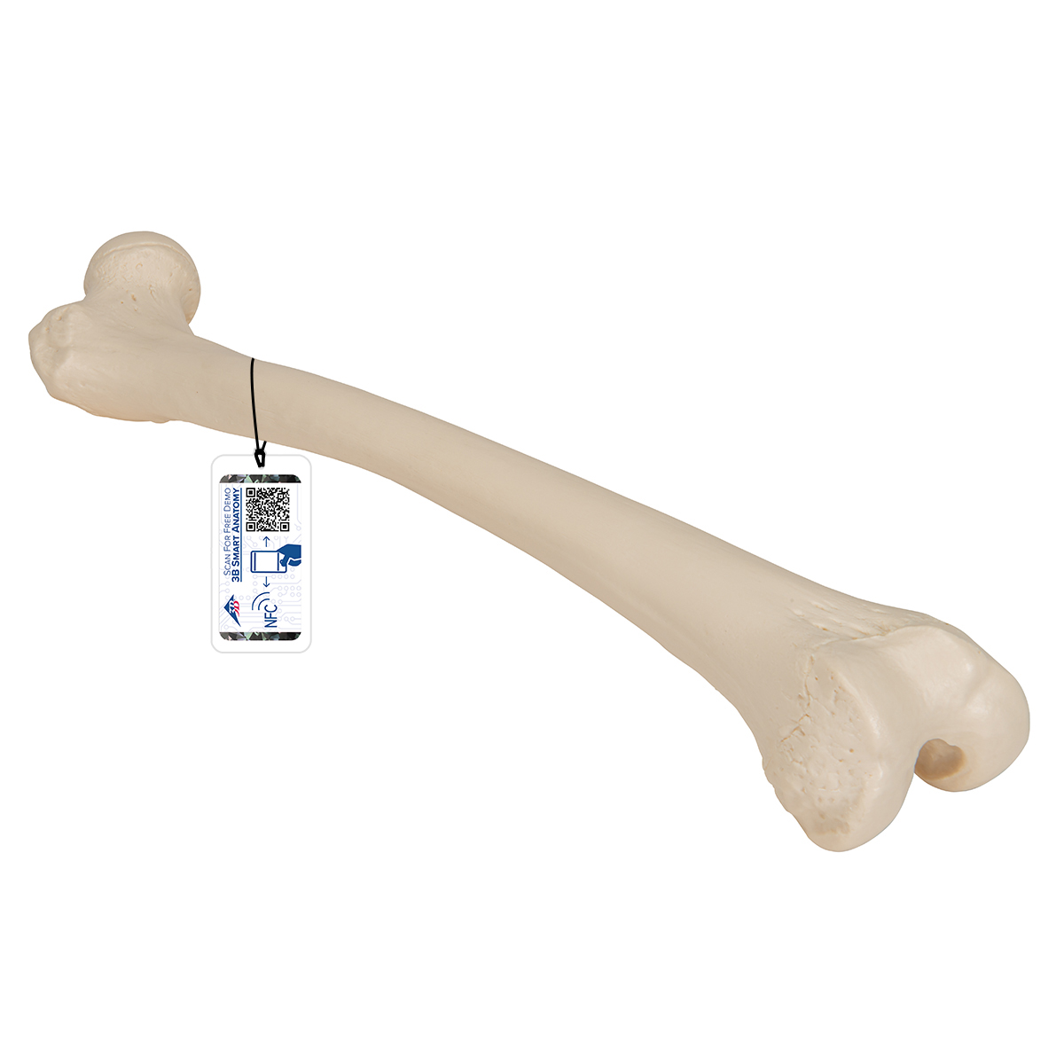 Oberschenkelknochen Modell - 3B Smart Anatomy, Bestellnummer 1019360, A35/1, 3B Scientific