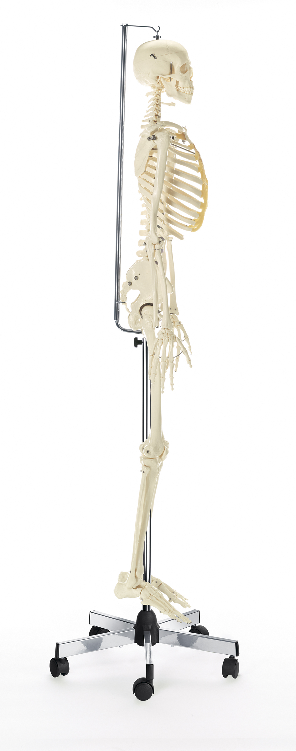 Künstliches Homo-Skelett, Bestellnummer QS 10/12, SOMSO-Modelle