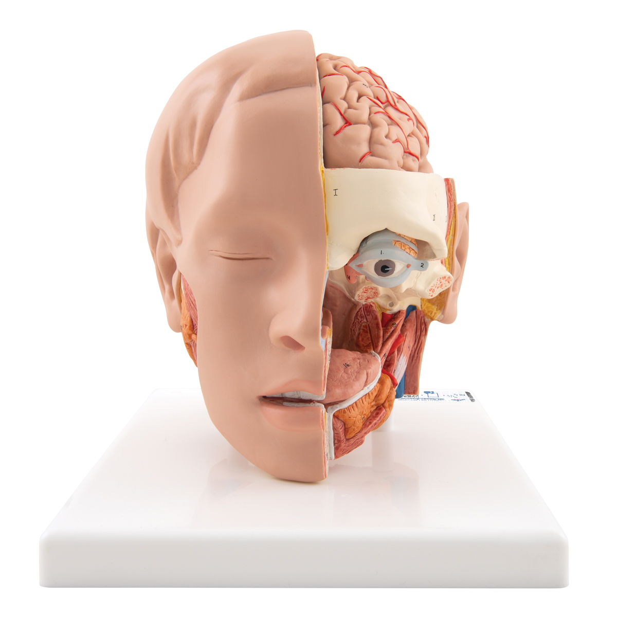 Lebensgroßes Kopfmodell, mit Gehirn, 6-teilig - 3B Smart Anatomy, Bestellnummer 1000217, C09/1, 3B Scientific