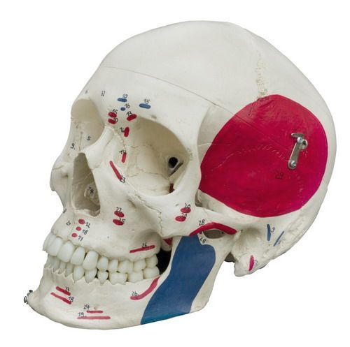 Homo-Schädel, mit Muskeldarstellung, schwer, Bestellnummer A221, Rüdiger-Anatomie