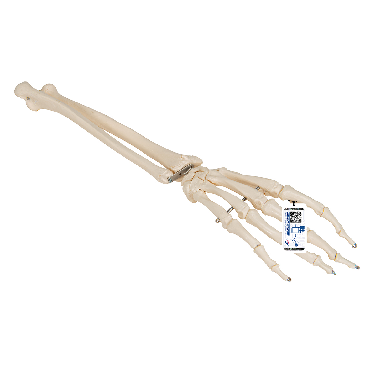 Handskelett Modell mit Unterarm, auf Draht gezogen - 3B Smart Anatomy, Bestellnummer 1019370, A41, 3B Scientific