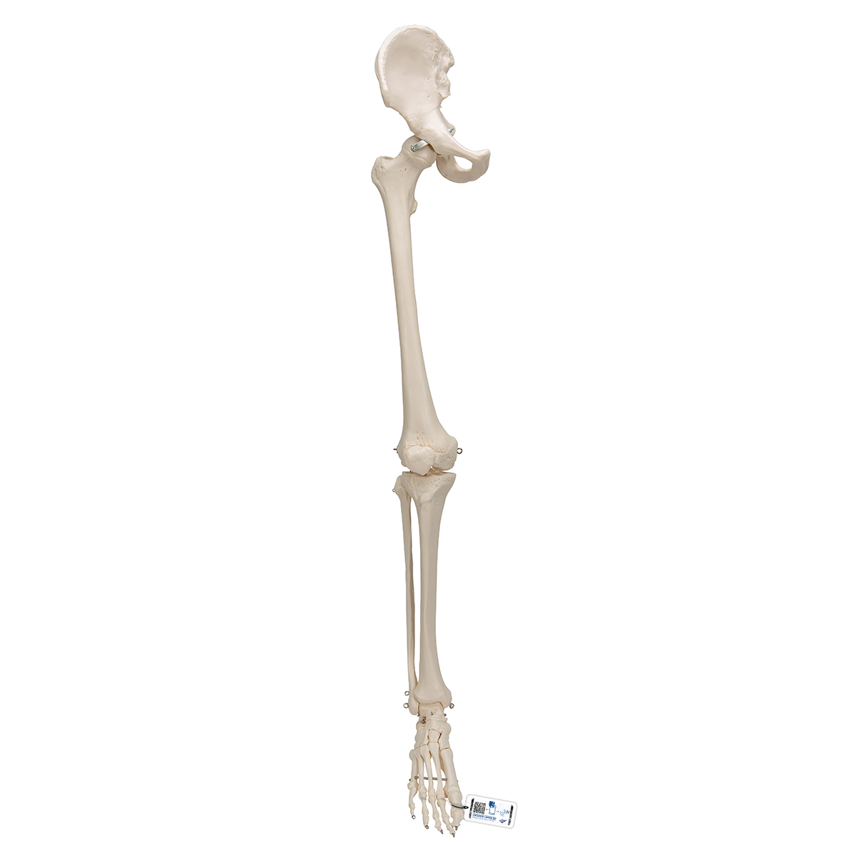 Beinskelett Modell mit Hüftknochen - 3B Smart Anatomy, Bestellnummer 1019366, A36, 3B Scientific