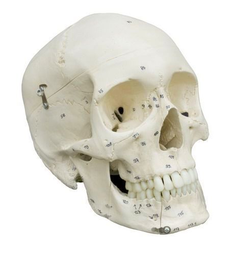 Homo-Schädel mit Knochennumerierung, schwer, Bestellnummer A222, Rüdiger-Anatomie