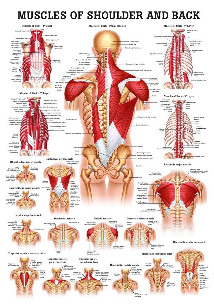 Muscular System of Shoulder and Back, englisch, 50x70 cm, Papier, Bestellnummer PO50/E, Rüdiger-Anatomie