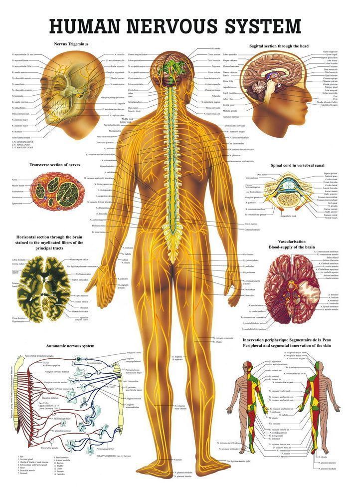 Nervous System, englisch, 23x33 cm, laminiert, Bestellnummer MIPOCH05/L, Rüdiger-Anatomie