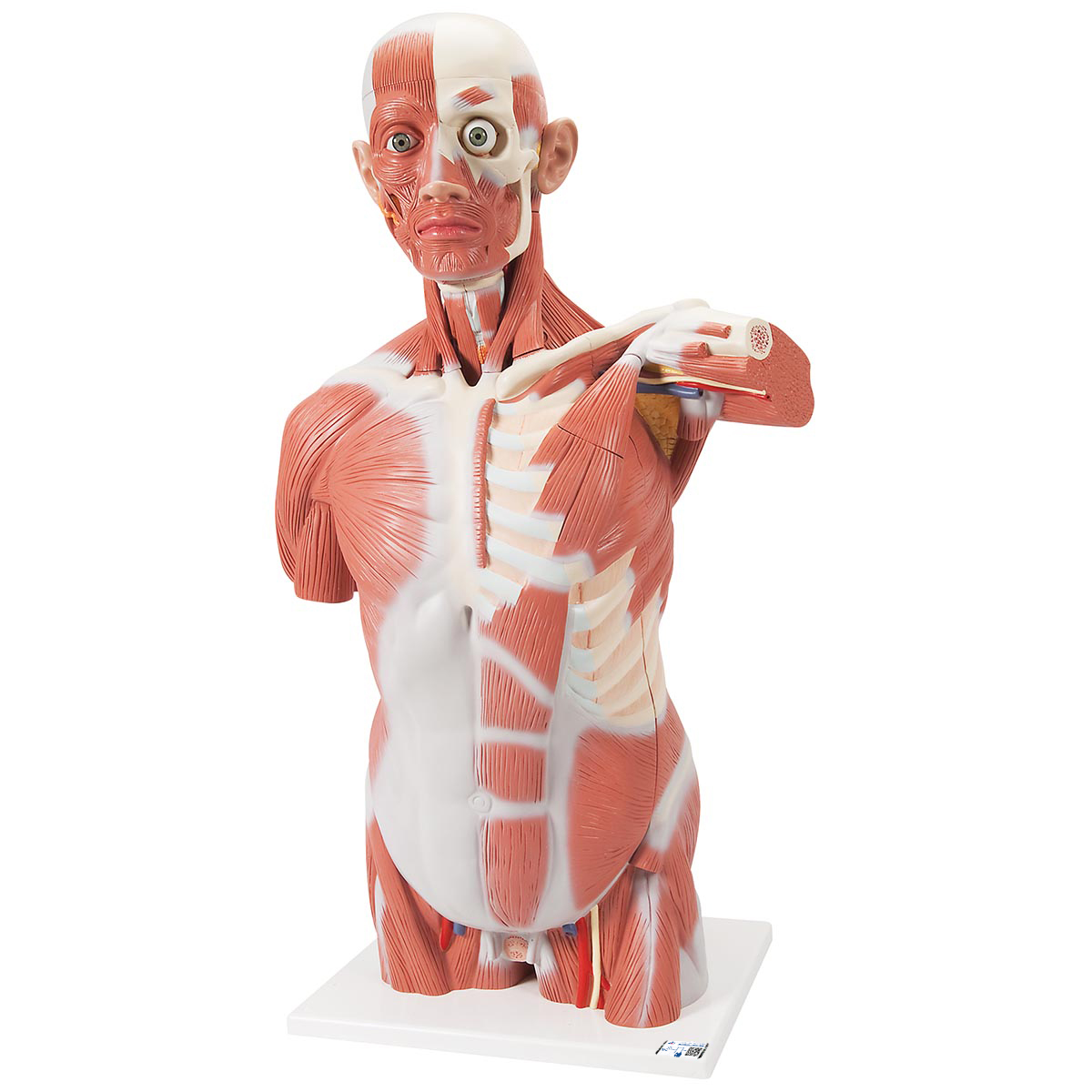 Lebensgroßer Muskel-Torso, 27-teilig - 3B Smart Anatomy, Bestellnummer 1001236, VA16, 3B Scientific