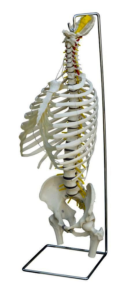 Flexible Wirbelsäule mit Brustkorb, Stümpfen und Stativ, schwer, Bestellnummer A209, Rüdiger-Anatomie