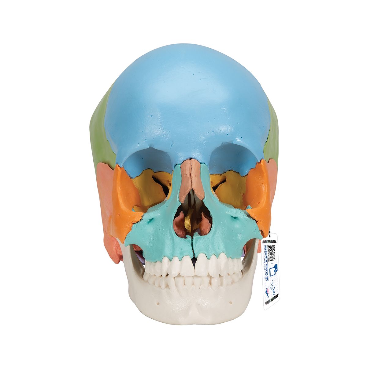 3B Scientific® Steckschädel Modell, didaktische Farben, in 22 Knochen zerlegbar - 3B Smart Anatomy, Bestellnummer 1000069, A291, 3B Scientific
