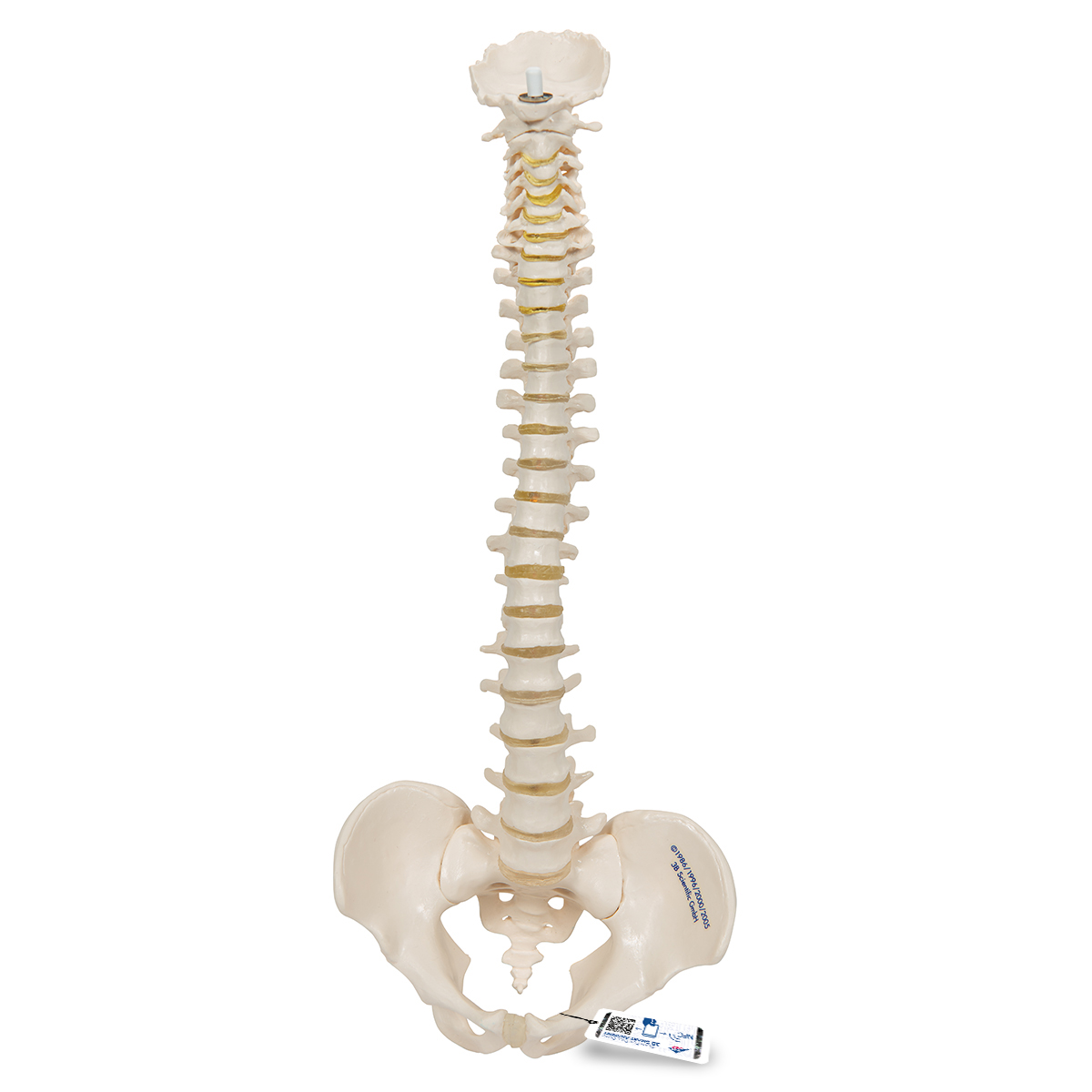 Mini Anatomie Modell Menschliche Wirbelsäule, beweglich und mit Becken, ohne Stativ - 3B Smart Anatomy, Bestellnummer 1000042, A18/20, 3B Scientific