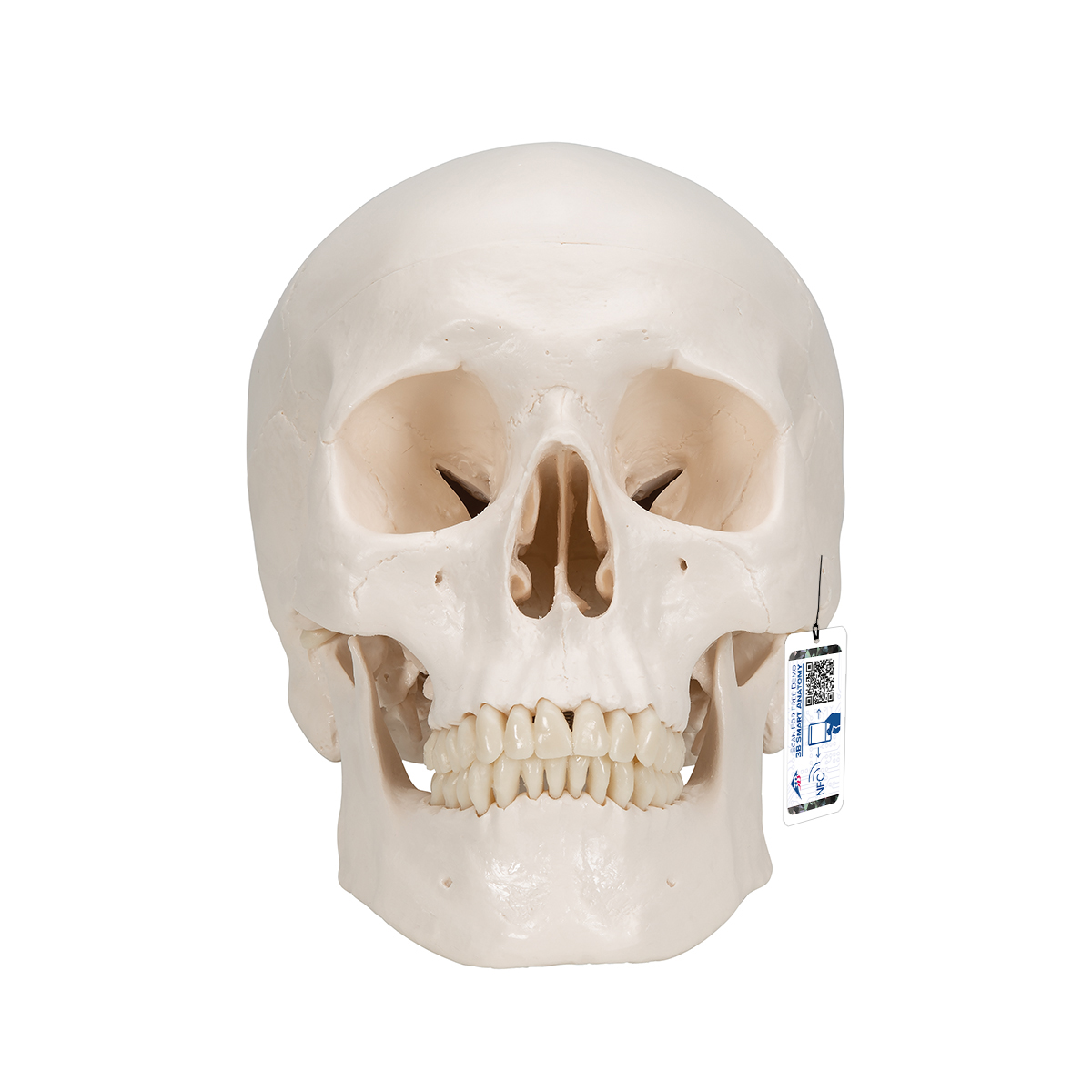 Menschliches Schädel Modell "Klassik", magnetisch 3-teilig - 3B Smart Anatomy, Bestellnummer 1020159, A20, 3B Scientific