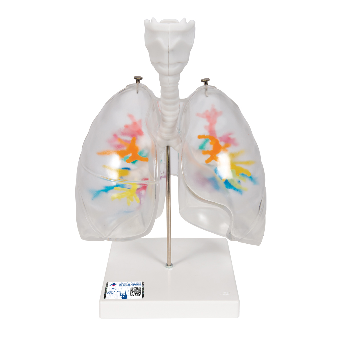 CT-Bronchialbaum Modell mit Kehlkopf und transparenten Lungenflügeln - 3B Smart Anatomy, Bestellnummer 1000275, G23/1, 3B Scientific